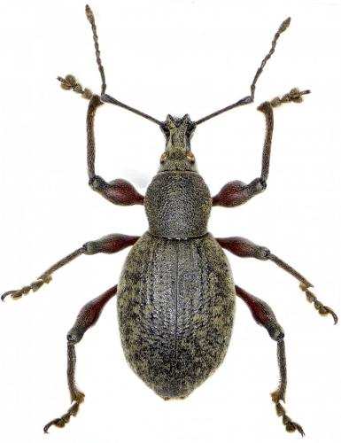 Réf. 241 968 : Otiorhynchus ghilianii